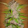 Fastberry Auto Fem. cannabis frø - FastBuds Seeds
