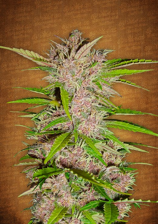 Fastberry Auto Fem. cannabis frø - FastBuds Seeds