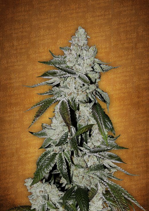 Girl Scout Cookies | Autoblomstrende cannabis frø - FastBuds Seeds