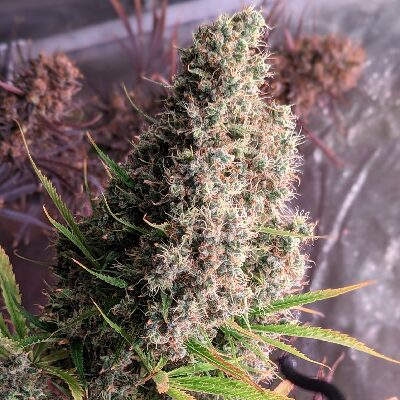 Golden Tiger - Femniniserede skunkfrø | Ace seeds