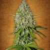 Grapefruit Auto Fem. cannabis frø - FastBuds Seeds