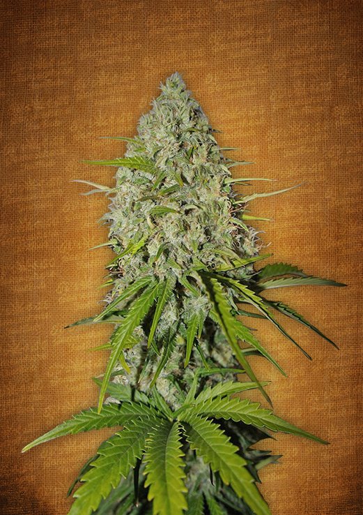 Grapefruit Auto Fem. cannabis frø - FastBuds Seeds
