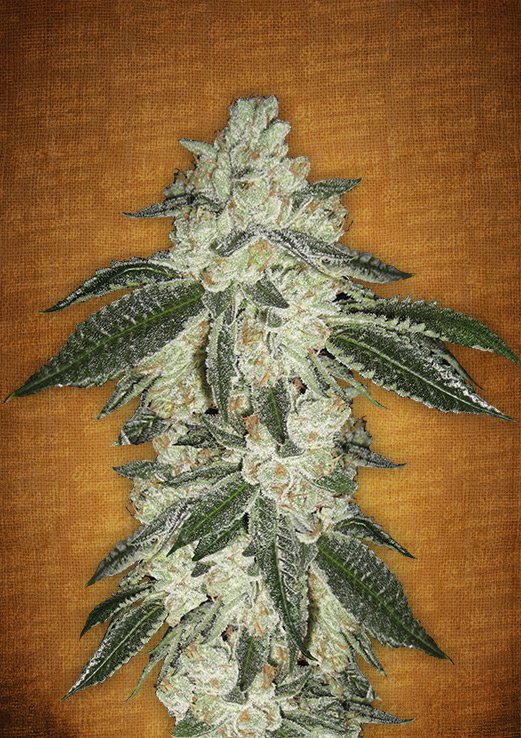 Green Crack Auto Fem. cannabis frø - FastBuds Seeds