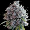 Killer A5 Haze - Feminiserede skunkfrø | Ace seeds