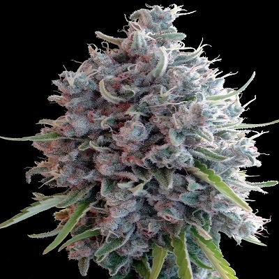 Killer A5 Haze - Feminiserede skunkfrø | Ace seeds
