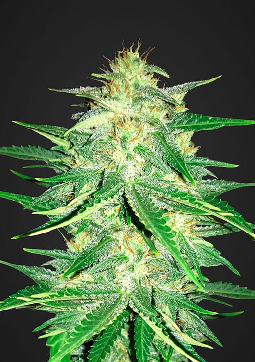 Lemon AK Auto Fem. cannabis frø - FastBuds Seeds
