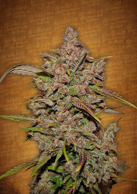 Crystal METH Auto Fem. cannabis frø - FastBuds Seeds