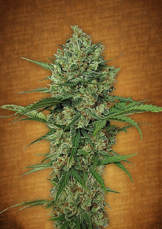 Northern Express Auto Fem. cannabis frø - FastBuds Seeds