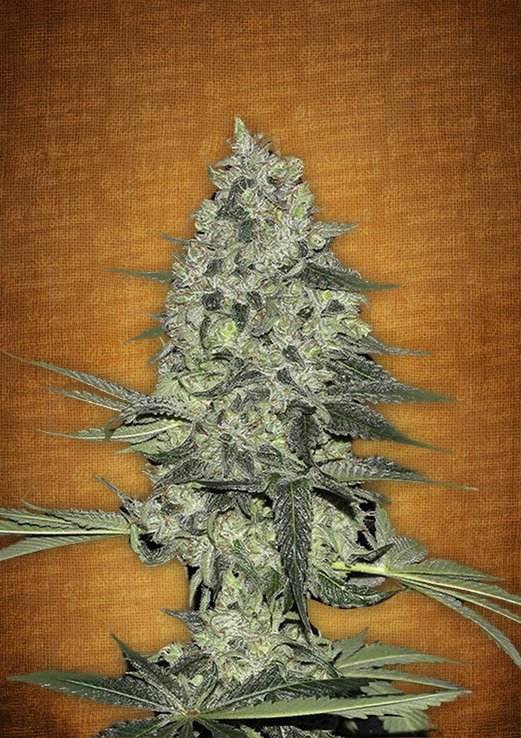 Rhino Ryder Auto Fem. cannabis frø - FastBuds Seeds