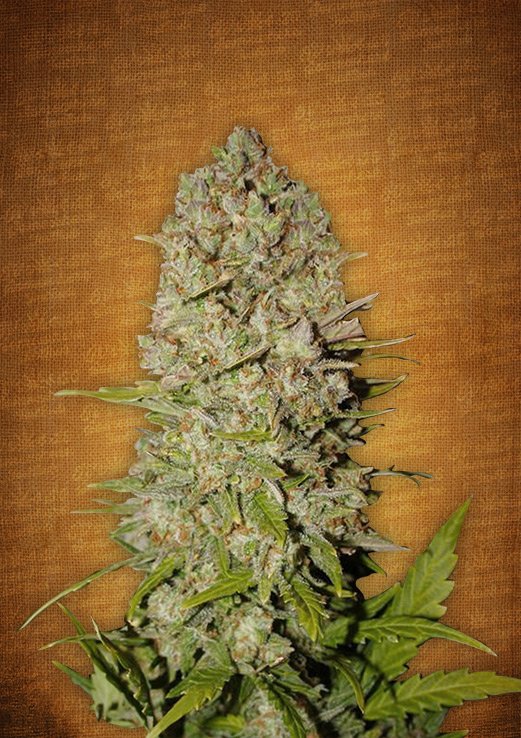 Pineapple Express Auto Fem. cannabis frø - FastBuds Seeds