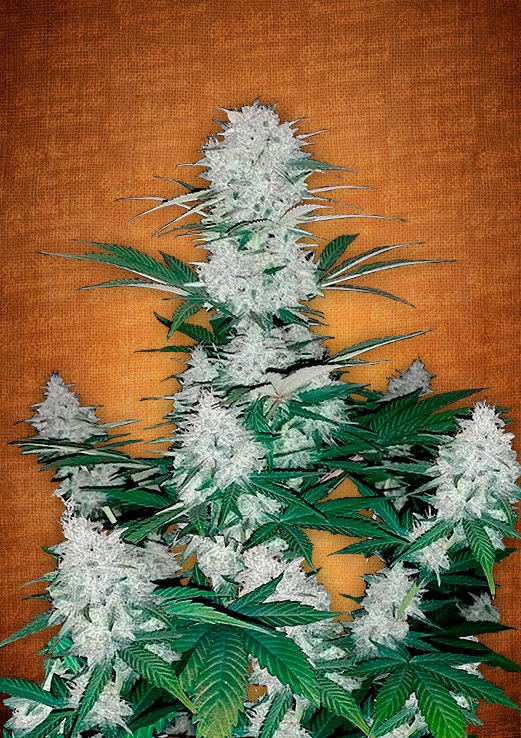 Six Shooter Auto Fem. cannabis frø - FastBuds Seeds
