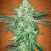 Stardawg Auto Fem. cannabis frø - FastBuds Seeds