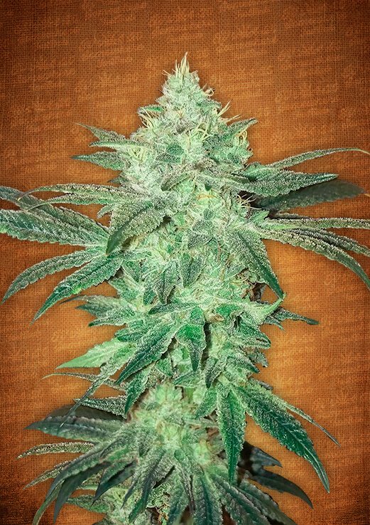 Stardawg Auto Fem. cannabis frø - FastBuds Seeds