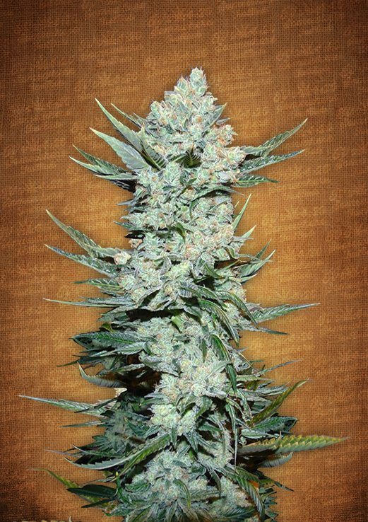 Tangie Auto Fem. cannabis frø - FastBuds Seeds