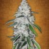 West Coast O.G. Auto Fem. cannabis frø - FastBuds Seeds