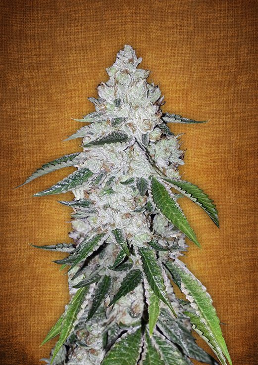 West Coast O.G. Auto Fem. cannabis frø - FastBuds Seeds