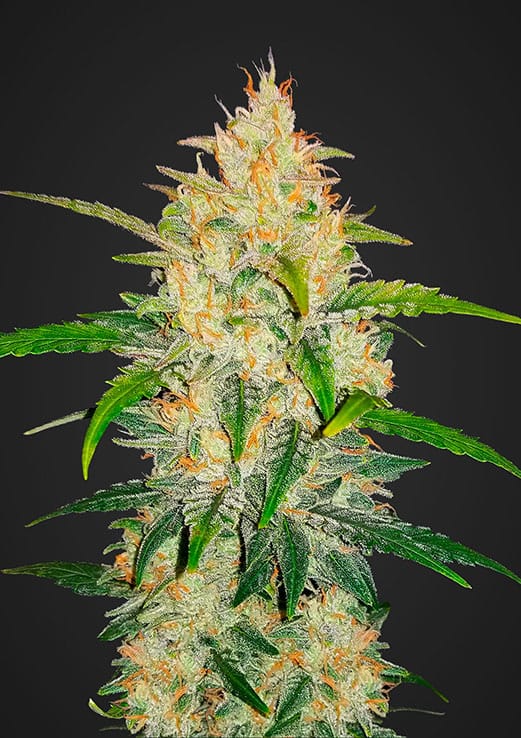 Zkittlez Auto Fem. cannabis frø - Fast Buds Seeds