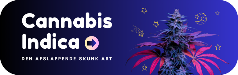 Dette banner er linket til vores kategori om cannabis indica skunkfrø