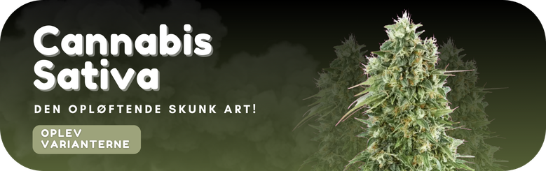 et banner til vores kategori sativa skunkfrø