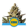 Royal CBG - CBD autoblomstrende skunkfrø | Royal Queen Seeds