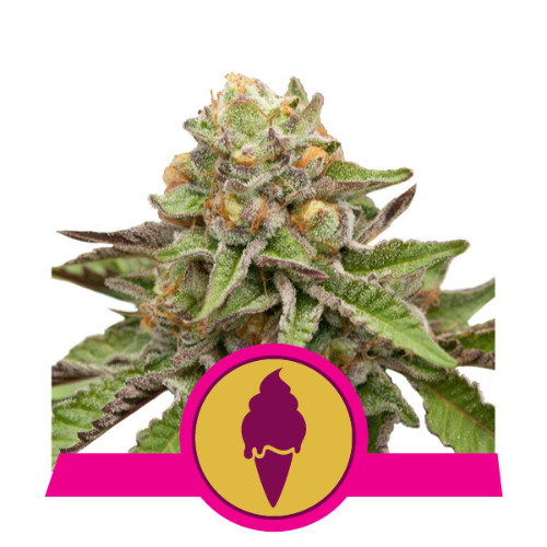 Green Gelato - feminiserede skunkfrø | Royal Queen Seeds