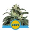 Royal CBDV - CBD autoblomstrende skunkfrø | Royal Queen Seeds