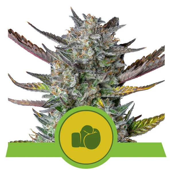 Purple Punch Automatic - autoblomstrende skunkfrø | Royal Queen Seeds