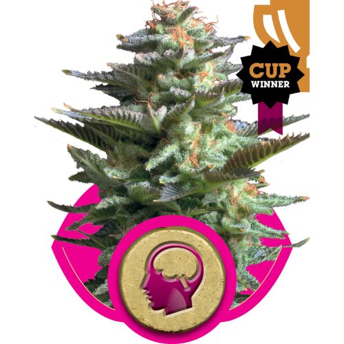 Amnesia Haze - feminiserede skunkfrø | Royal Queen Seeds