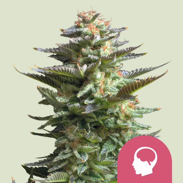 Amnesia Haze - autoblomstrende skunkfrø | Royal Queen Seeds
