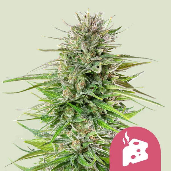 Blue Cheese - feminiserede skunkfrø | Royal Queen Seeds