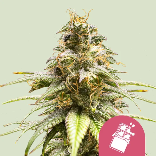 Chocolate Haze - feminiserede skunkfrø | Royal Queen Seeds