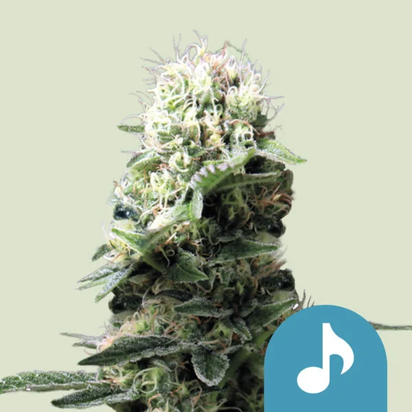 Dance World - CBD skunkfrø | Royal Queen Seeds