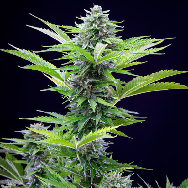 Fast Eddy - CBD autoblomstrende skunkfrø | Royal Queen Seeds - Billede 5