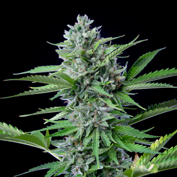 Fast Eddy - CBD autoblomstrende skunkfrø | Royal Queen Seeds - Billede 3