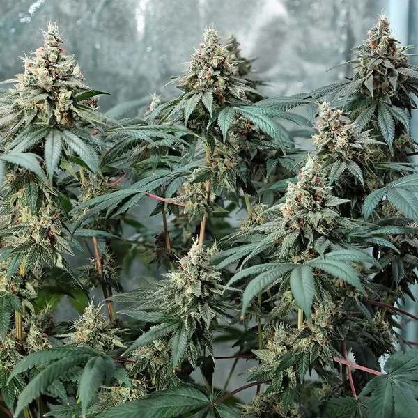 Fat Banana - feminiserede skunkfrø | Royal Queen Seeds - Billede 2