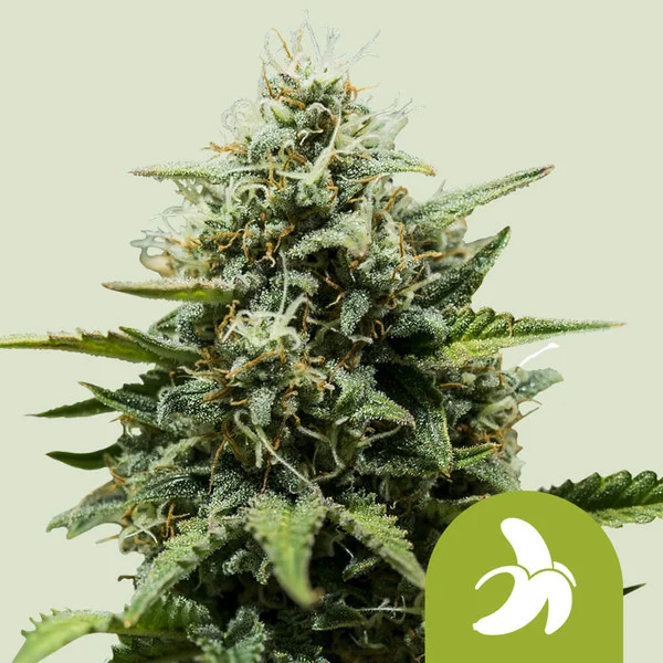 Fat Banana - autoblomstrende skunkfrø | Royal Queen Seeds