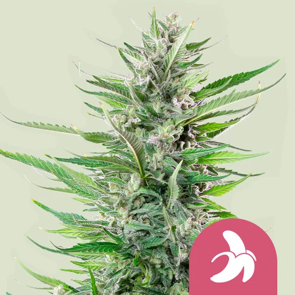 Fat Banana - feminiserede skunkfrø | Royal Queen Seeds
