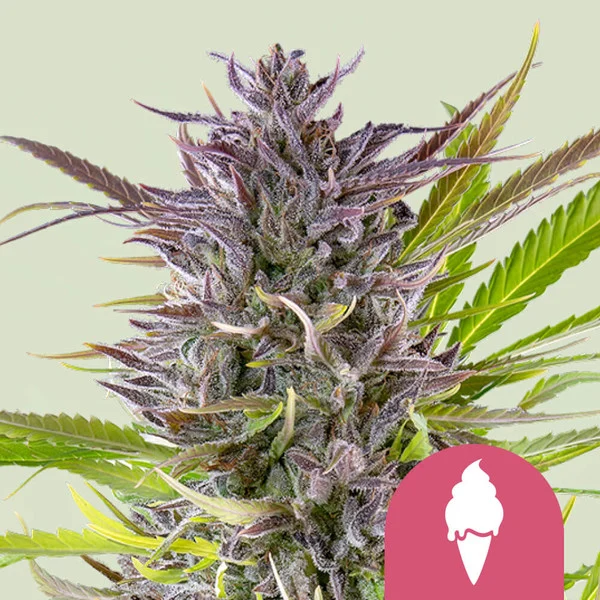 Green Gelato - feminiserede skunkfrø | Royal Queen Seeds