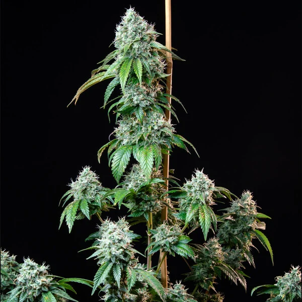 HulkBerry - feminiserede skunkfrø | Royal Queen Seeds - Billede 2