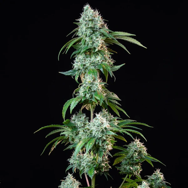 HulkBerry - feminiserede skunkfrø | Royal Queen Seeds - Billede 9