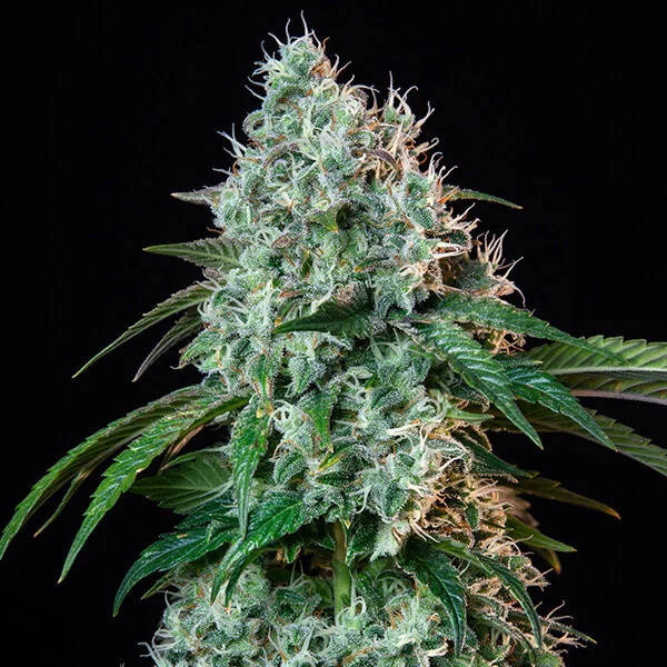 HulkBerry - feminiserede skunkfrø | Royal Queen Seeds - Billede 8