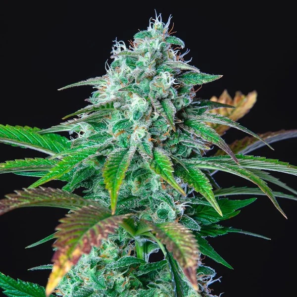 HulkBerry - feminiserede skunkfrø | Royal Queen Seeds - Billede 7
