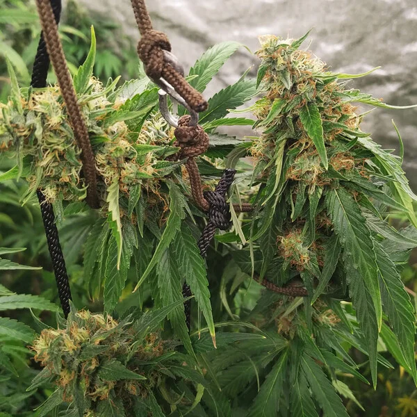 HulkBerry - feminiserede skunkfrø | Royal Queen Seeds - Billede 6