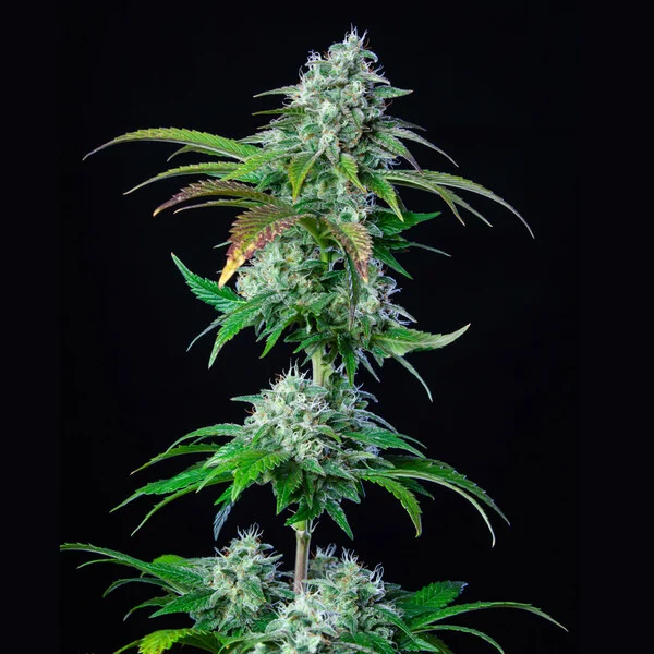 HulkBerry - feminiserede skunkfrø | Royal Queen Seeds - Billede 5