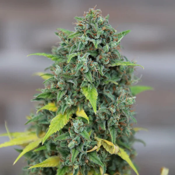 HulkBerry - feminiserede skunkfrø | Royal Queen Seeds - Billede 4