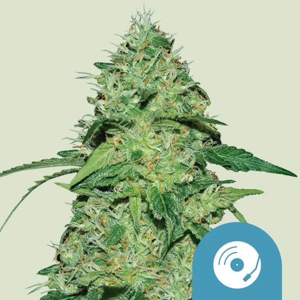 Joanne’s CBD - CBD skunkfrø | Royal Queen Seeds