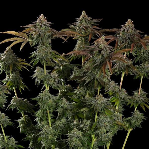 Kali Dog - feminiserede skunkfrø | Royal Queen Seeds - Billede 4