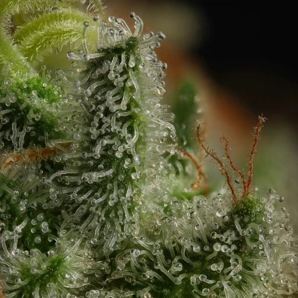 Kali Dog - feminiserede skunkfrø | Royal Queen Seeds - Billede 6