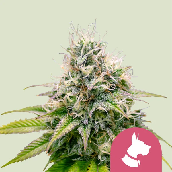 Kali Dog - feminiserede skunkfrø | Royal Queen Seeds