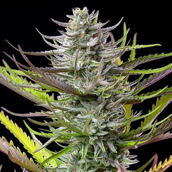 Mimosa - feminiserede skunkfrø | Royal Queen Seeds - Billede 6